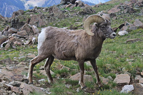 Bighorn sheep